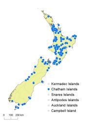 Dicksonia fibrosa distribution map based on databased records at AK, CHR and WELT. 
 Image: K. Boardman © Landcare Research 2015 CC BY 3.0 NZ